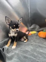  tri male 2  AKC , a male Chihuahua for sale in Cullowhee, NC – 6 of 10