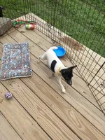 No papers Mini's Male # 1, a male Toy Fox Terrier for sale in Cullowhee, NC – 6 of 10