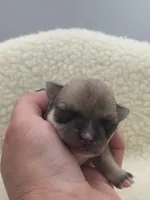 Full AKC Summer Male 1, a male Chihuahua for sale in Cullowhee, NC – 6 of 10