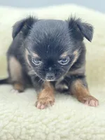 Full AKC teacup Male , a male Chihuahua for sale in Cullowhee, NC – 6 of 10