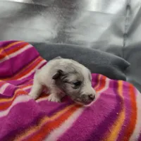 Farrah's Blue Merle Female Full AkC, a female Shetland Sheepdog for sale in Cullowhee, NC – 2 of 10