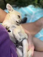 Full AKC Summer Male 1, a male Chihuahua for sale in Cullowhee, NC – 6 of 9