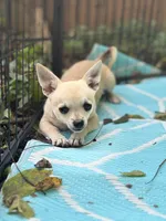 Full AKC Summer Male 1, a male Chihuahua for sale in Cullowhee, NC – 5 of 9