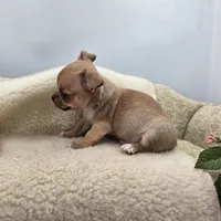Zoey Full Akc male, a male Chihuahua for sale in Cullowhee, NC – 6 of 10