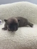 Full AKC Summer Male 2, a male Chihuahua for sale in Cullowhee, NC – 3 of 10