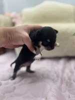 Caroline F1 AKC , a female Chihuahua for sale in Cullowhee, NC – 4 of 10