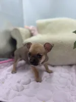 Full AKC Summer Male 2, a male Chihuahua for sale in Cullowhee, NC – 1 of 10