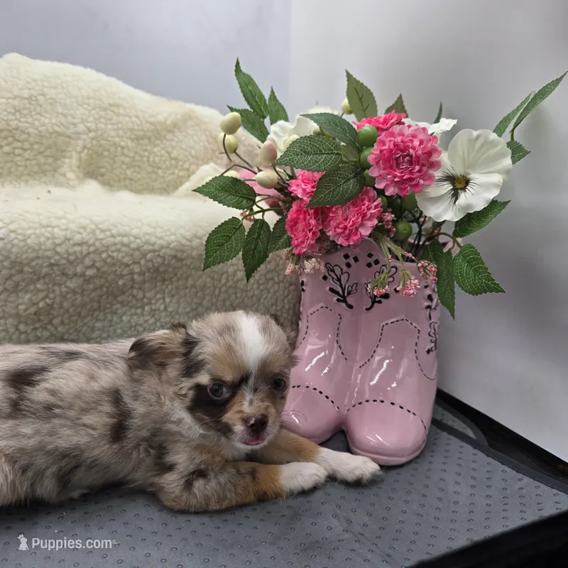 Chocolate Merle female full  AKC  – Chihuahua puppy for sale in Cullowhee, NC