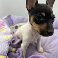 Topanga female AKC, a female Toy Fox Terrier for sale in Cullowhee, NC – Photo 5 of 9