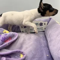 Topanga female AKC, a female Toy Fox Terrier for sale in Cullowhee, NC – Photo 6 of 9