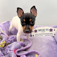 Topanga female AKC, a female Toy Fox Terrier for sale in Cullowhee, NC – Photo 1 of 9