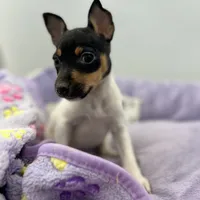 Topanga female AKC, a female Toy Fox Terrier for sale in Cullowhee, NC – Photo 7 of 9