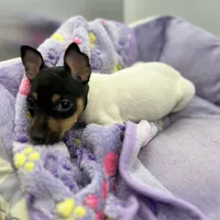 Topanga female AKC, a female Toy Fox Terrier for sale in Cullowhee, NC – Photo 3 of 9