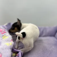 Topanga female AKC, a female Toy Fox Terrier for sale in Cullowhee, NC – Photo 2 of 9