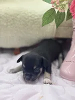 Caroline m1 full AKC , a male Chihuahua for sale in Cullowhee, NC – 1 of 10