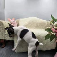 Full AKC Mini's Male #2, a male Toy Fox Terrier for sale in Cullowhee, NC – 6 of 9