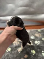 Farrah male 1 full AKC , a male Shetland Sheepdog for sale in Cullowhee, NC – Photo 2 of 10