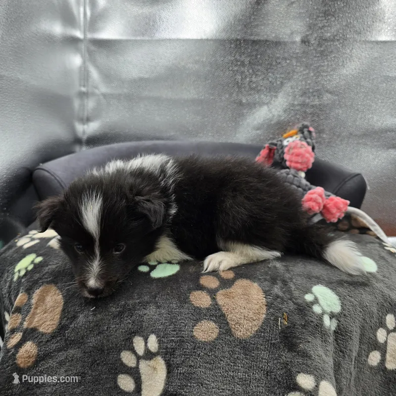 Farrah male 1 full AKC  – Shetland Sheepdog puppy for sale in Cullowhee, NC