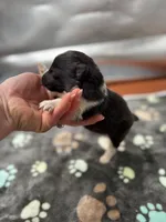 Farrah male 1 full AKC , a male Shetland Sheepdog for sale in Cullowhee, NC – Photo 1 of 10