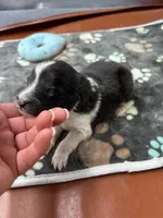 Farrah male 1 full AKC , a male Shetland Sheepdog for sale in Cullowhee, NC – Photo 9 of 10