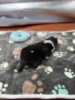 Farrah male 1 full AKC , a male Shetland Sheepdog for sale in Cullowhee, NC – Photo 6 of 10