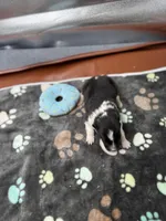 Farrah male 1 full AKC , a male Shetland Sheepdog for sale in Cullowhee, NC – Photo 7 of 10