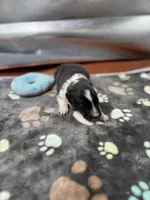 Farrah male 1 full AKC , a male Shetland Sheepdog for sale in Cullowhee, NC – Photo 4 of 10