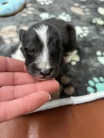 Farrah male 1 full AKC , a male Shetland Sheepdog for sale in Cullowhee, NC – Photo 8 of 10