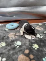 Farrah male 1 full AKC , a male Shetland Sheepdog for sale in Cullowhee, NC – Photo 5 of 10