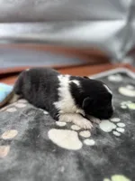 Farrah male 1 full AKC , a male Shetland Sheepdog for sale in Cullowhee, NC – Photo 3 of 10