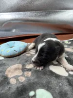 Farrah male 1 full AKC , a male Shetland Sheepdog for sale in Cullowhee, NC – Photo 10 of 10