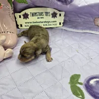 Full Akc Dixie Sable Merle, a male Chihuahua for sale in Cullowhee, NC – 7 of 10