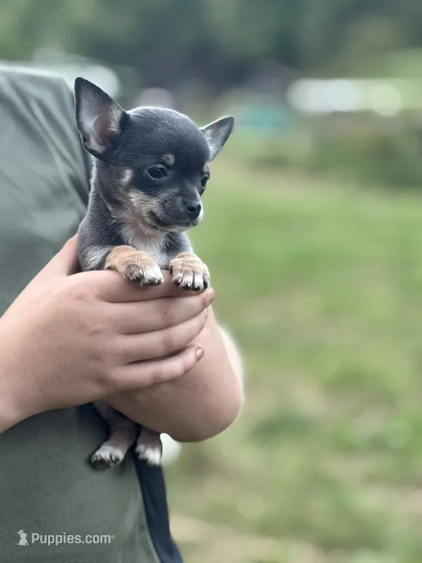 Blue tri full AKC  – Chihuahua puppy for sale in Cullowhee, NC
