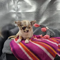 Chocolate Merle Rain full  AKC , a female Chihuahua for sale in Cullowhee, NC – 4 of 10
