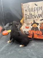  tri male 2  AKC , a male Chihuahua for sale in Cullowhee, NC – 3 of 10