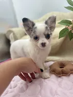 Full AKC Blue Eyed Jill female, a female Chihuahua for sale in Cullowhee, NC – 1 of 10