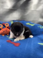 Lucy male black and white full AKC , a male Shetland Sheepdog for sale in Cullowhee, NC – 3 of 10