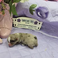 Full Akc Charlotte's chocolate merle male, a male Chihuahua for sale in Cullowhee, NC – 3 of 10