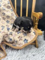  tri male long coat AKC , a male Chihuahua for sale in Cullowhee, NC – 5 of 10