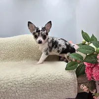 Selina female full AKC , a female Chihuahua for sale in Cullowhee, NC – 3 of 10