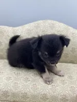 Full AKC Juliette Male # 4 , a male Chihuahua for sale in Cullowhee, NC – 9 of 10