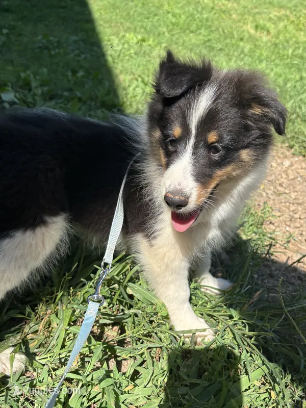 Full AKC Zina M 5 – Shetland Sheepdog puppy for sale in Cullowhee, NC