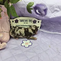 Full Akc Charolette's chocolate merle female, a female Chihuahua for sale in Cullowhee, NC – 5 of 10