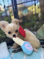 Precious Full Akc Champion sired female, a female Chihuahua for sale in Cullowhee, NC – 6 of 10