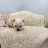 Kitkat Full Akc Champion sired female, a female Chihuahua for sale in Cullowhee, NC – 7 of 10