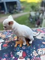 Full AKC Snowy Hidden Merle male, a male Chihuahua for sale in Cullowhee, NC – 5 of 10