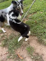 Lucy male black and white full AKC , a male Shetland Sheepdog for sale in Cullowhee, NC – 8 of 10