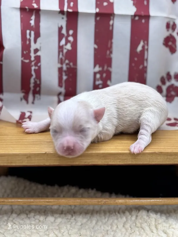 Male creme full AKC  – Chihuahua puppy for sale in Cullowhee, NC