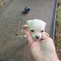 Full AKC Joey hidden merle male, a male Chihuahua for sale in Cullowhee, NC – 6 of 10