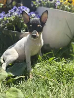 Terra male full AKC tiny , a male Toy Fox Terrier for sale in Cullowhee, NC – Photo 4 of 10